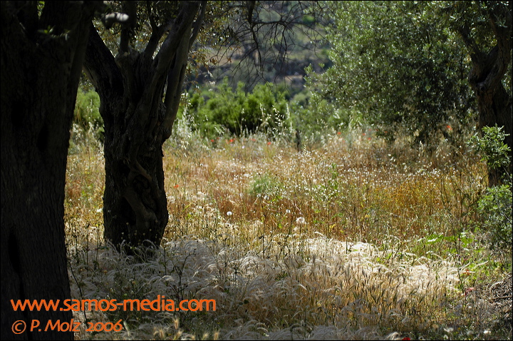 samos_taverne_aedw_t_1b5931.jpg