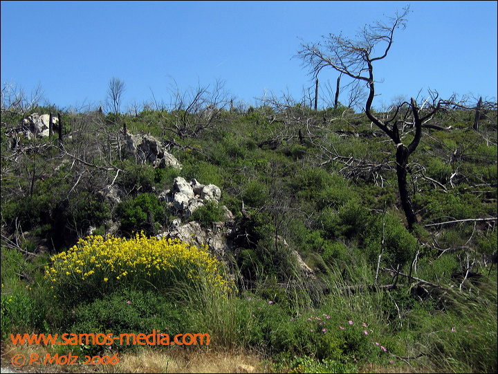 samos_taverne_aedw_t_1b594f.jpg