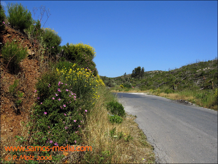 samos_taverne_aedw_t_1b5950.jpg