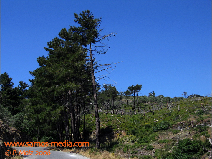 samos_taverne_aedw_t_1b5959.jpg