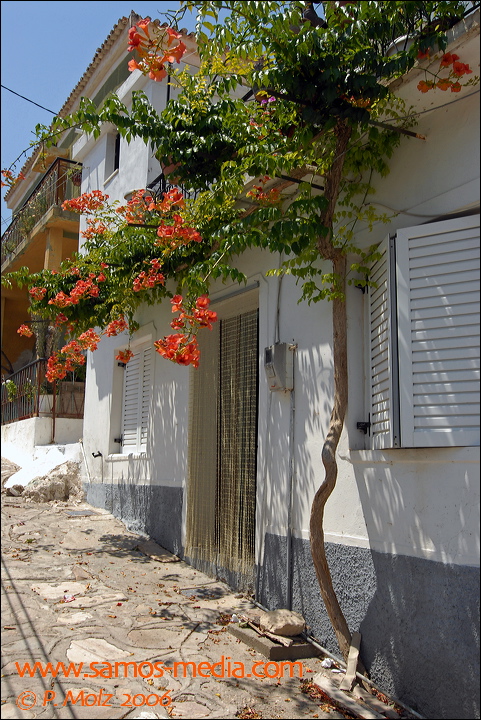 samos_taverne_aedw_t_1b5971.jpg