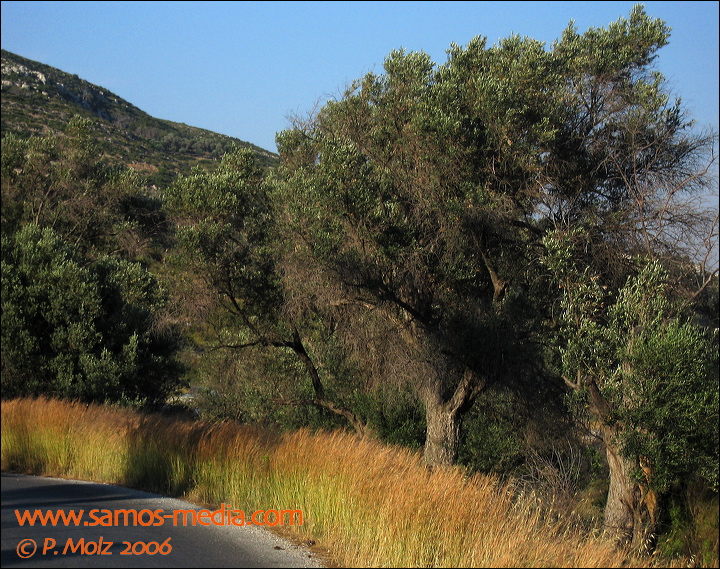 samos_taverne_aedw_t_1b7d46.jpg