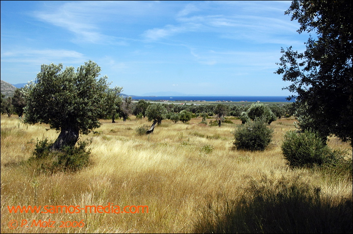 samos_taverne_aedw_t_1b7d65.jpg