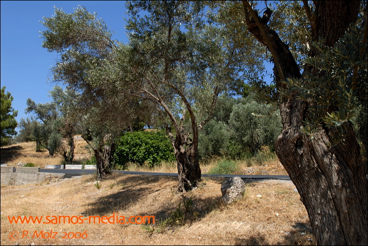 samos_taverne_aedw_t_1b7d69.jpg