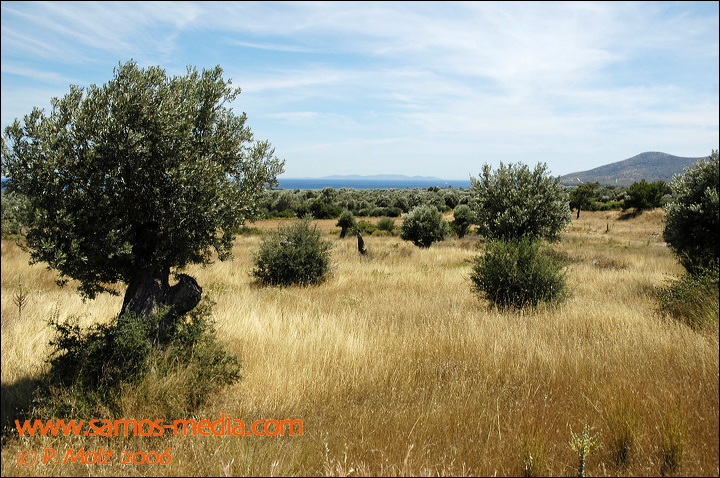 samos_taverne_aedw_t_1b7d72.jpg