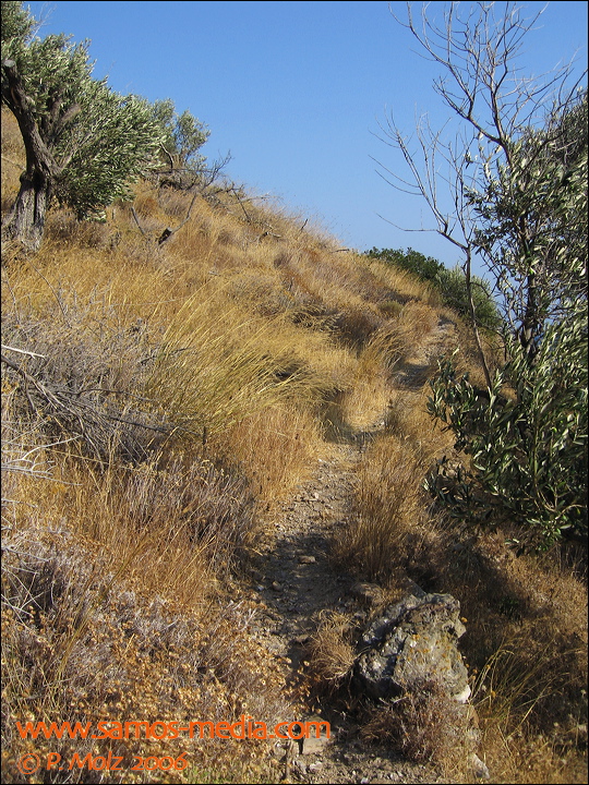 samos_taverne_aedw_t_1b4497.jpg