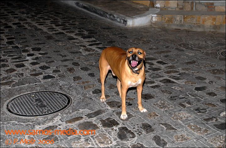samos_taverne_aedw_t_1b9fca.jpg